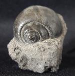 Ampullina vulcani (BRONGNIART 1823) - Bild &copy; FossNet FossilienStore